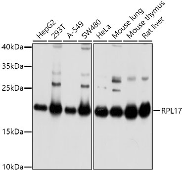 RPL17 Rabbit Polyclonal Antibody