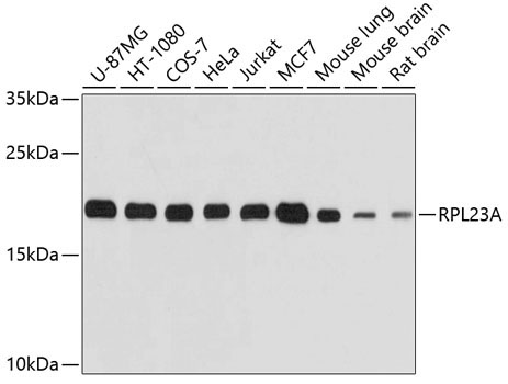 RPL23A Rabbit Polyclonal Antibody
