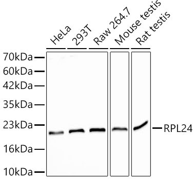 RPL24 Rabbit Polyclonal Antibody