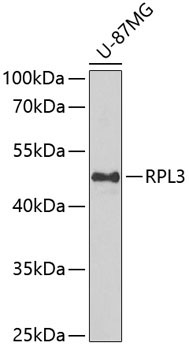 RPL3 Rabbit Polyclonal Antibody