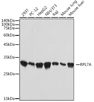 RPL7A Rabbit Monoclonal Antibody