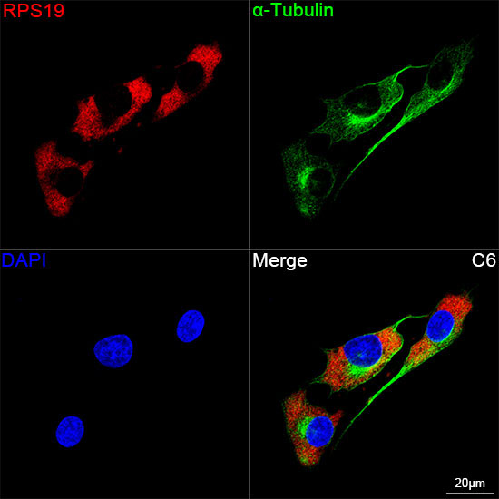 RPS19 Rabbit Monoclonal Antibody - Image 3
