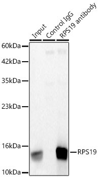 RPS19 Rabbit Monoclonal Antibody - Image 4