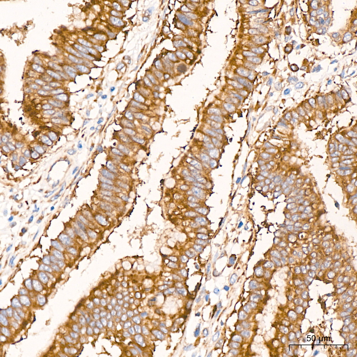 RPS20 Rabbit Monoclonal Antibody - Image 2