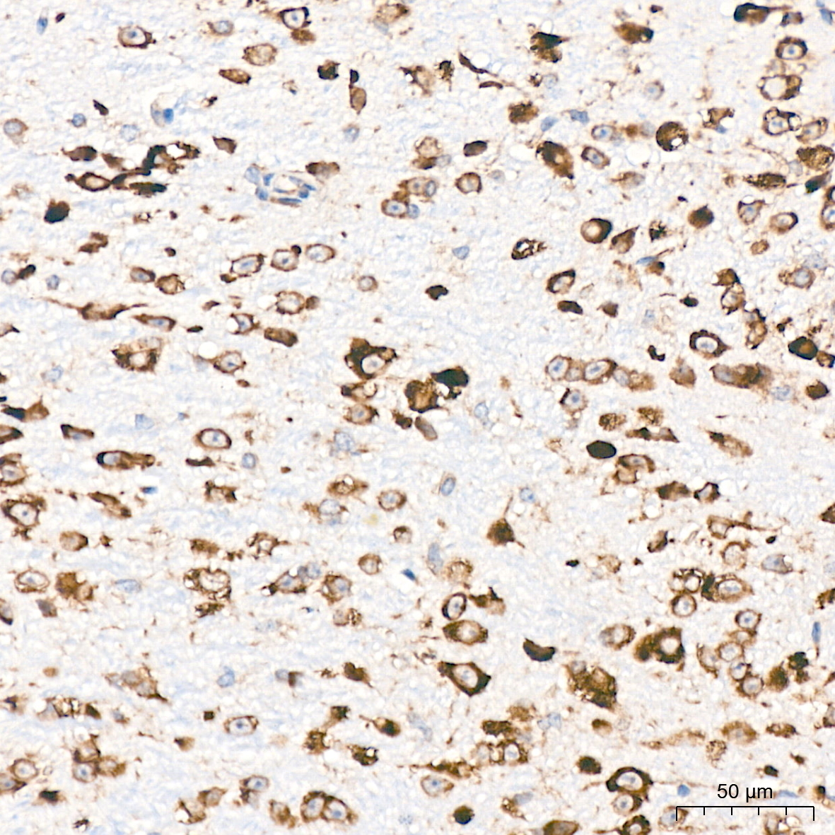 RPS20 Rabbit Monoclonal Antibody - Image 3