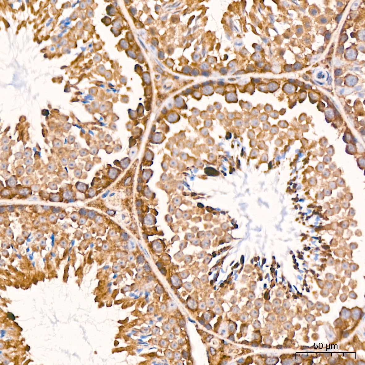 RPS20 Rabbit Monoclonal Antibody - Image 4