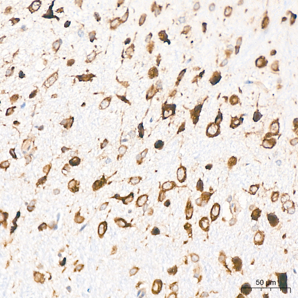 RPS20 Rabbit Monoclonal Antibody - Image 5