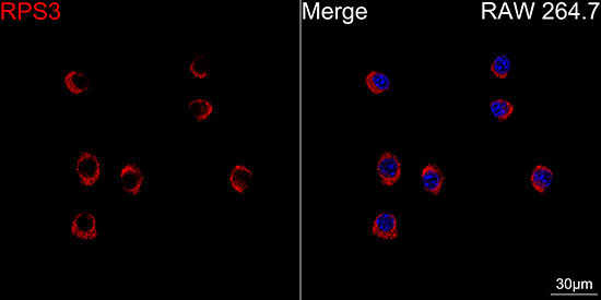 RPS3 Rabbit Monoclonal Antibody - Image 2