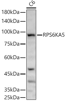 RPS6KA5 Rabbit Polyclonal Antibody