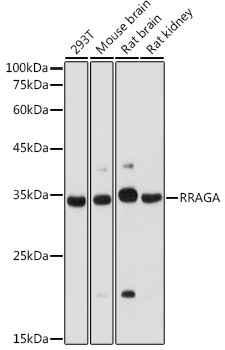 RRAGA Rabbit Polyclonal Antibody