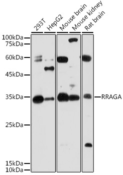 RRAGA Rabbit Polyclonal Antibody