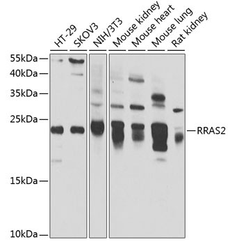 RRAS2 Rabbit Polyclonal Antibody
