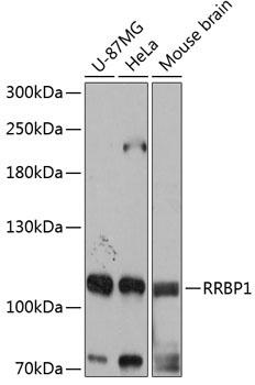 RRBP1 Rabbit Polyclonal Antibody