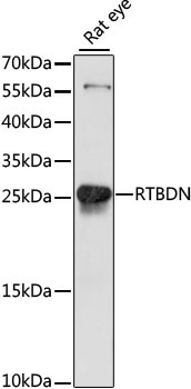 RTBDN Rabbit Polyclonal Antibody