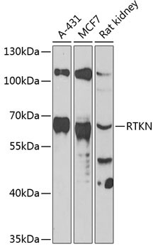 RTKN Rabbit Polyclonal Antibody