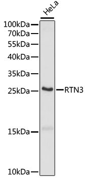 RTN3 Rabbit Polyclonal Antibody