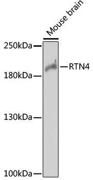 RTN4 Rabbit Polyclonal Antibody