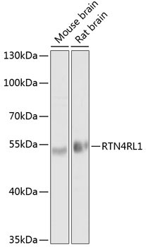 RTN4RL1 Rabbit Polyclonal Antibody