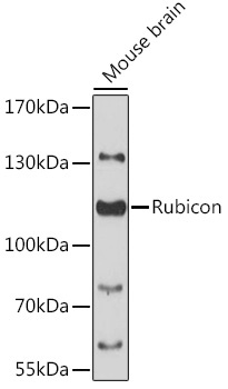 Rubicon Rabbit Polyclonal Antibody