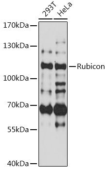 Rubicon Rabbit Polyclonal Antibody