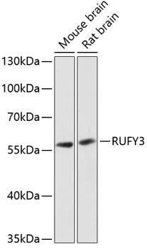 RUFY3 Rabbit Polyclonal Antibody