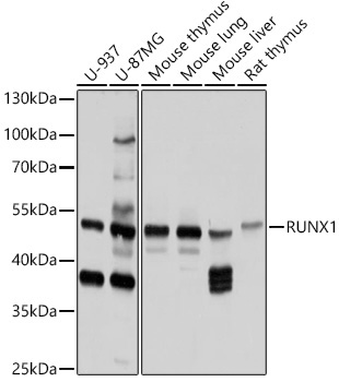 RUNX1 Rabbit Polyclonal Antibody