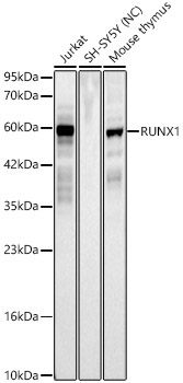 RUNX1 Rabbit Polyclonal Antibody