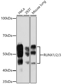 RUNX1/2/3 Rabbit Monoclonal Antibody
