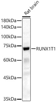 RUNX1T1 Rabbit Polyclonal Antibody