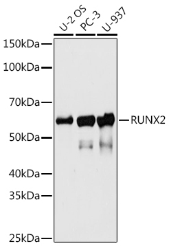 RUNX2 Rabbit Monoclonal Antibody - Image 2