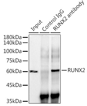 RUNX2 Rabbit Monoclonal Antibody - Image 3