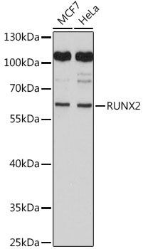 RUNX2 Rabbit Polyclonal Antibody