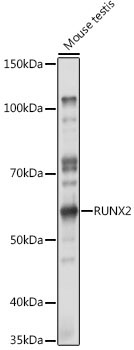 RUNX2 Rabbit Polyclonal Antibody - Image 2