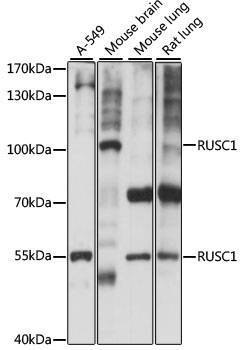 RUSC1 Rabbit Polyclonal Antibody