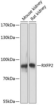 RXFP2 Rabbit Polyclonal Antibody