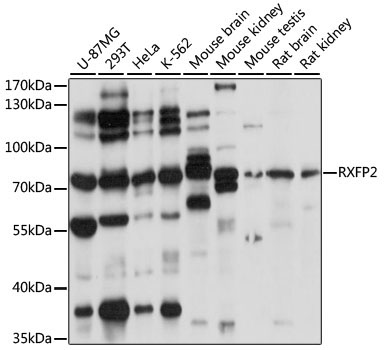 RXFP2 Rabbit Polyclonal Antibody