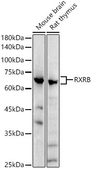 RXRB Rabbit Polyclonal Antibody