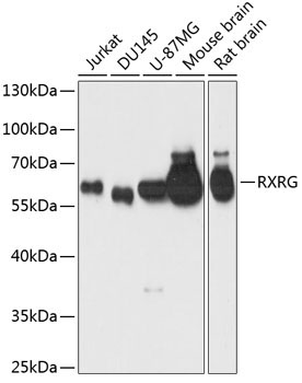 RXRG Rabbit Polyclonal Antibody