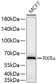 RXRAlpha Rabbit Monoclonal Antibody