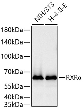 RXRAlpha Rabbit Monoclonal Antibody - Image 2