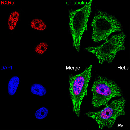 RXRAlpha Rabbit Monoclonal Antibody - Image 3