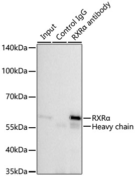 RXRAlpha Rabbit Monoclonal Antibody - Image 4