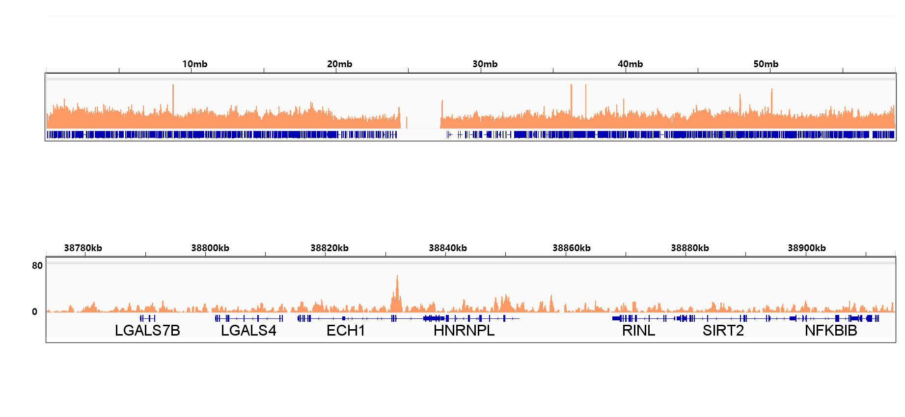 RXRAlpha Rabbit Monoclonal Antibody - Image 6