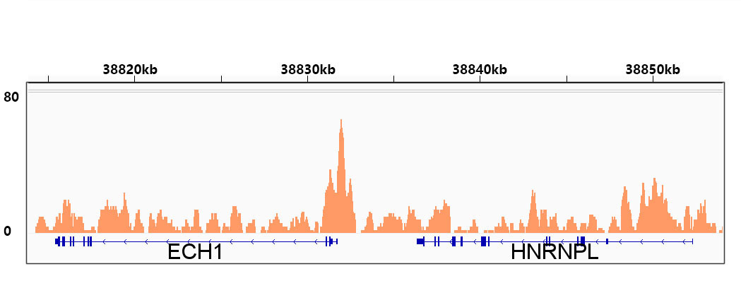 RXRAlpha Rabbit Monoclonal Antibody - Image 7