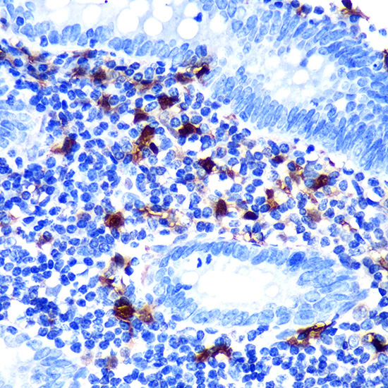 S100B Rabbit Monoclonal Antibody - Image 3
