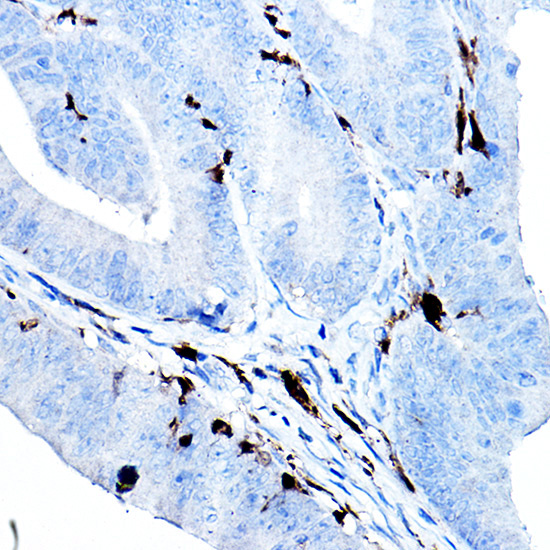 S100B Rabbit Monoclonal Antibody - Image 4