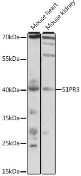 S1PR3 Rabbit Polyclonal Antibody