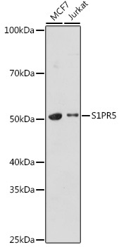 S1PR5 Rabbit Polyclonal Antibody