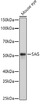 SAG Rabbit Polyclonal Antibody