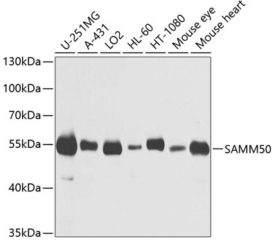 SAMM50 Rabbit Polyclonal Antibody
